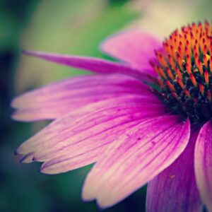 macro photograph of an echinacea flower