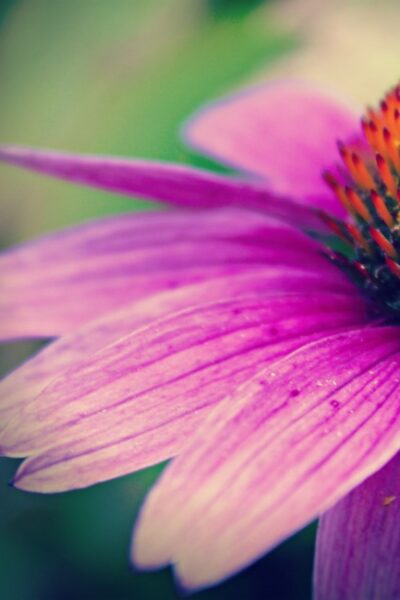 macro photograph of an echinacea flower